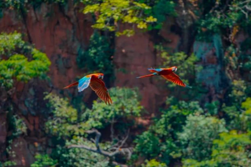 Empresa de laudo de fauna