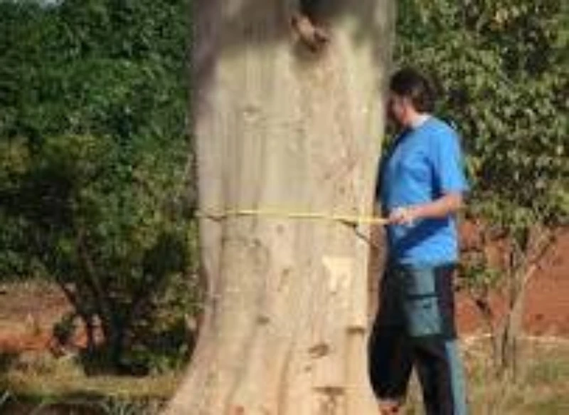Licenciamento ambiental para desmatamento