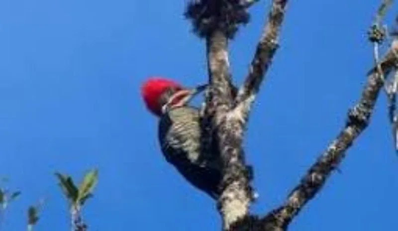 Estudos ambientais aplicados a fauna