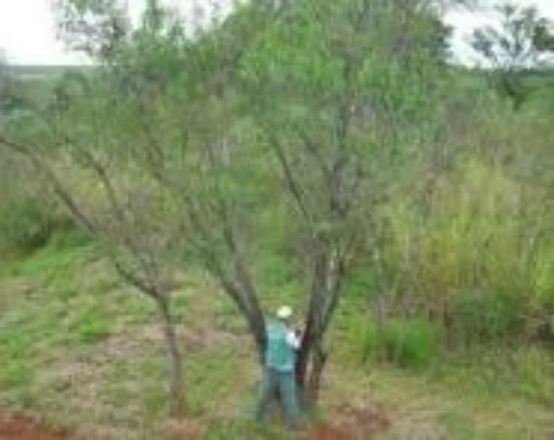 Licença ambiental prévia preço